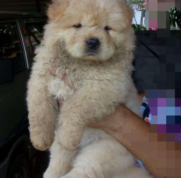 Chow chow