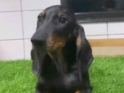 Dachshund