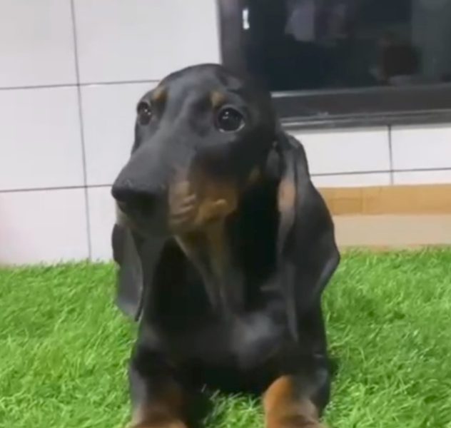 Dachshund