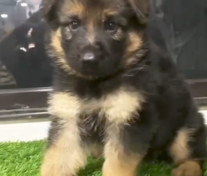 German shepherd