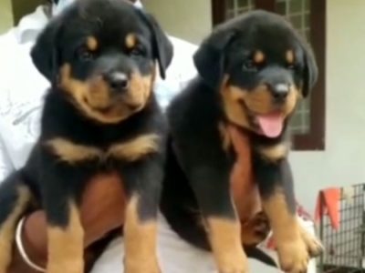 Rottweiler