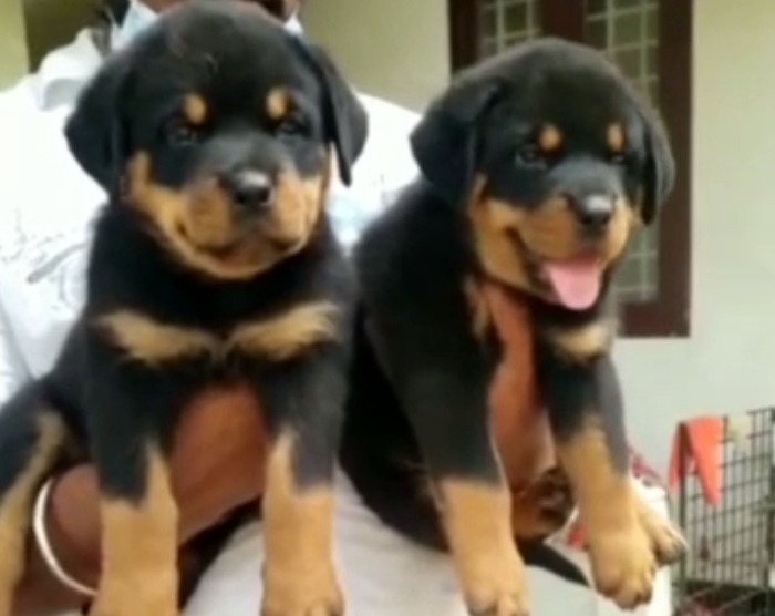 Rottweiler