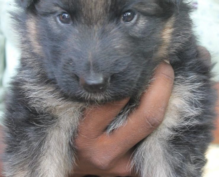 German Shepherd