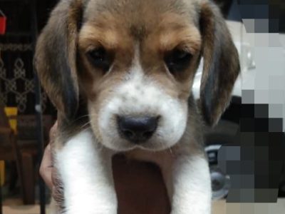 Beagle