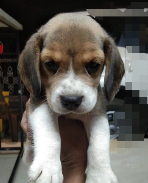 Beagle