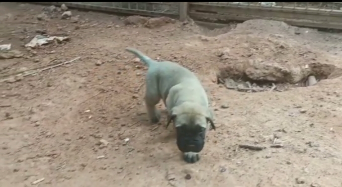 Bull mastiff