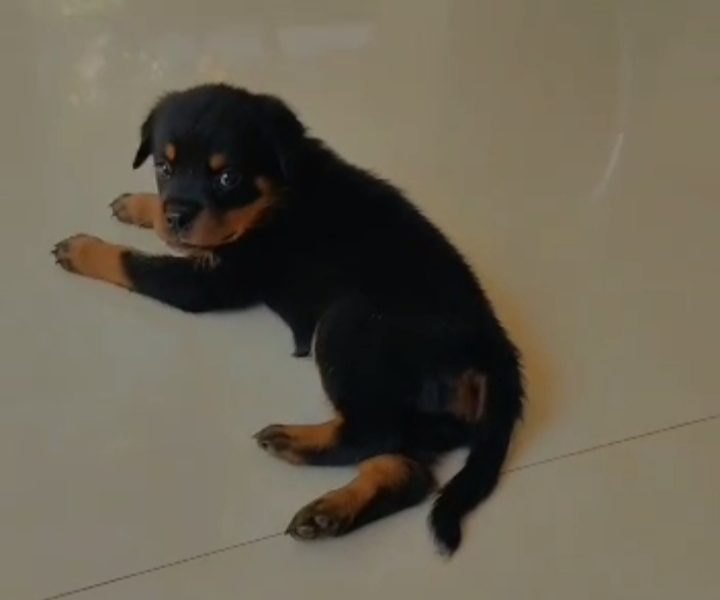 Rottweiler