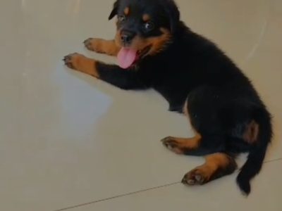 Rottweiler