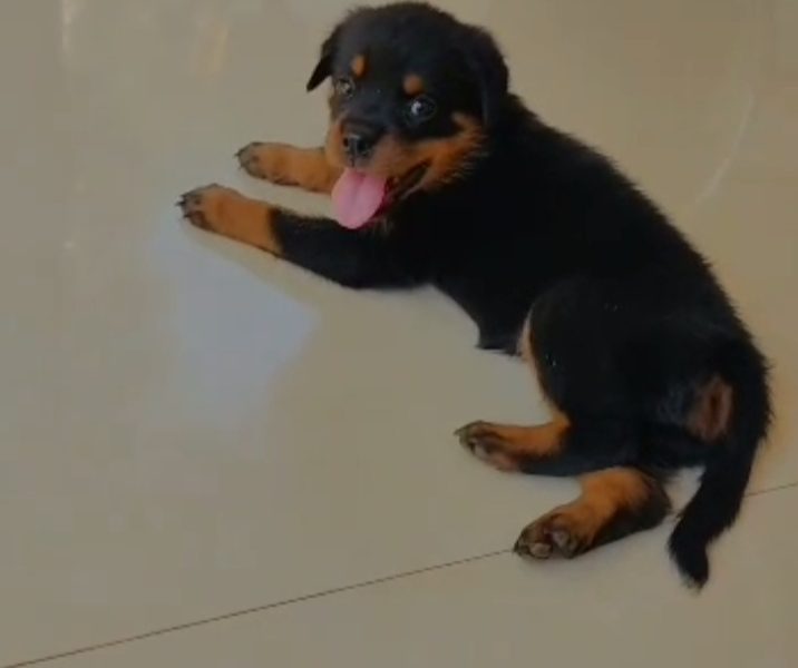 Rottweiler