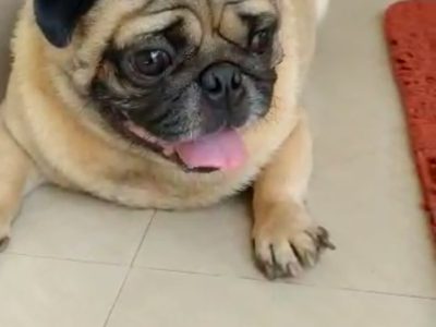 Pug