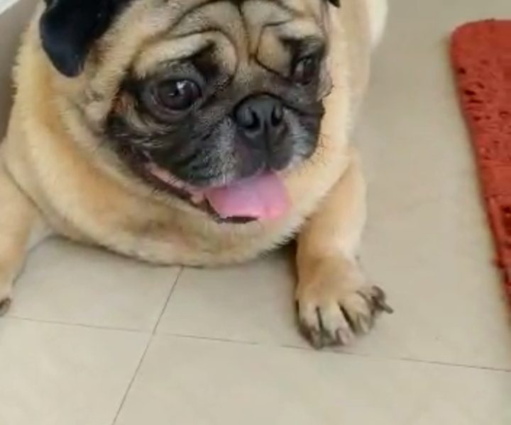 Pug