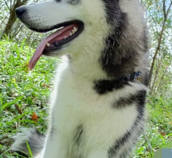 Husky