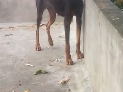 Doberman