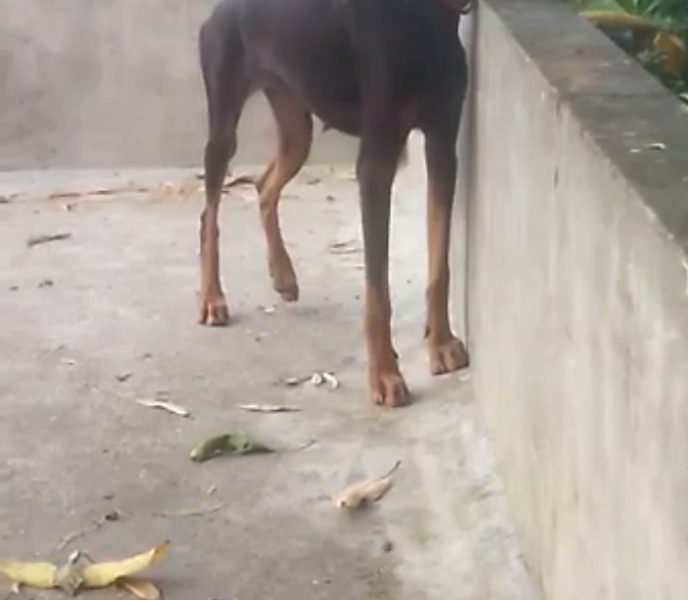 Doberman