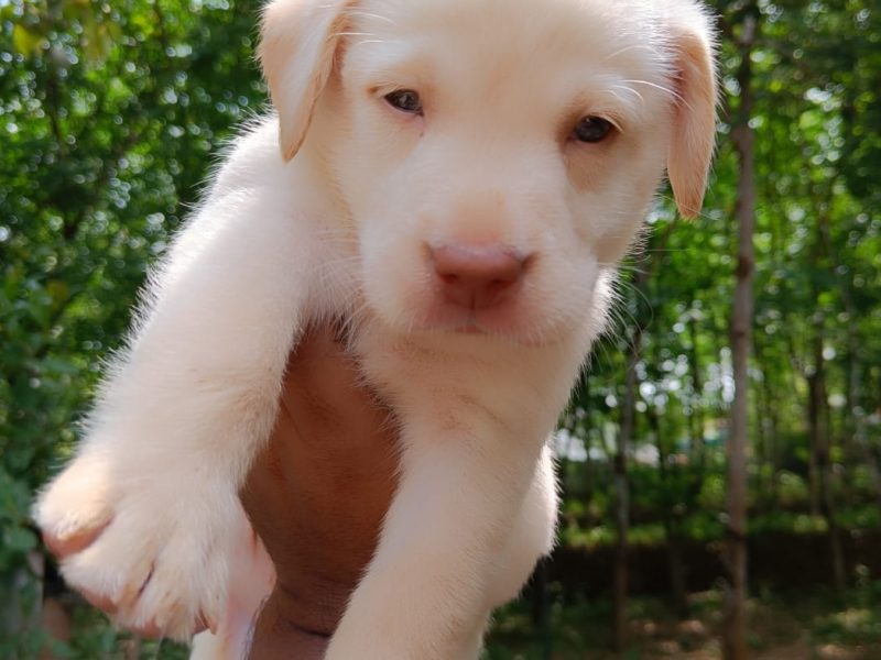 Labrador