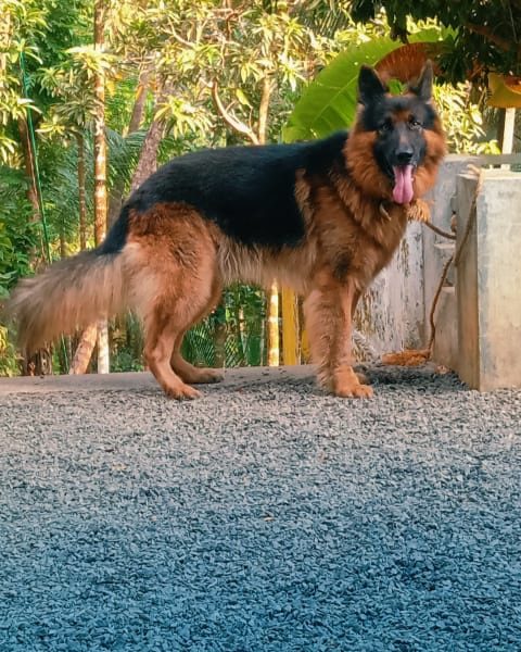 German shepherd