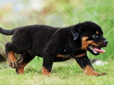 Rottweiler