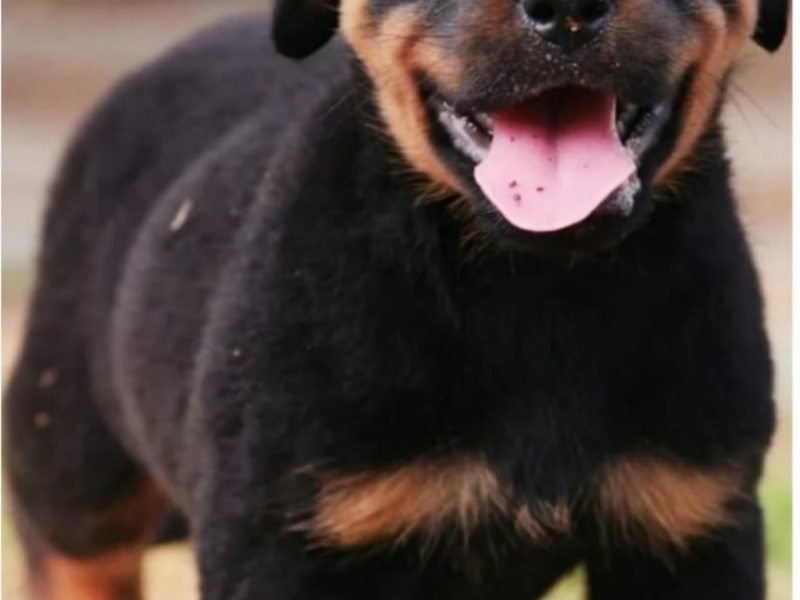 Rottweiler