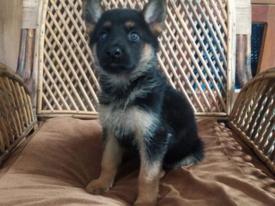 German shepherd