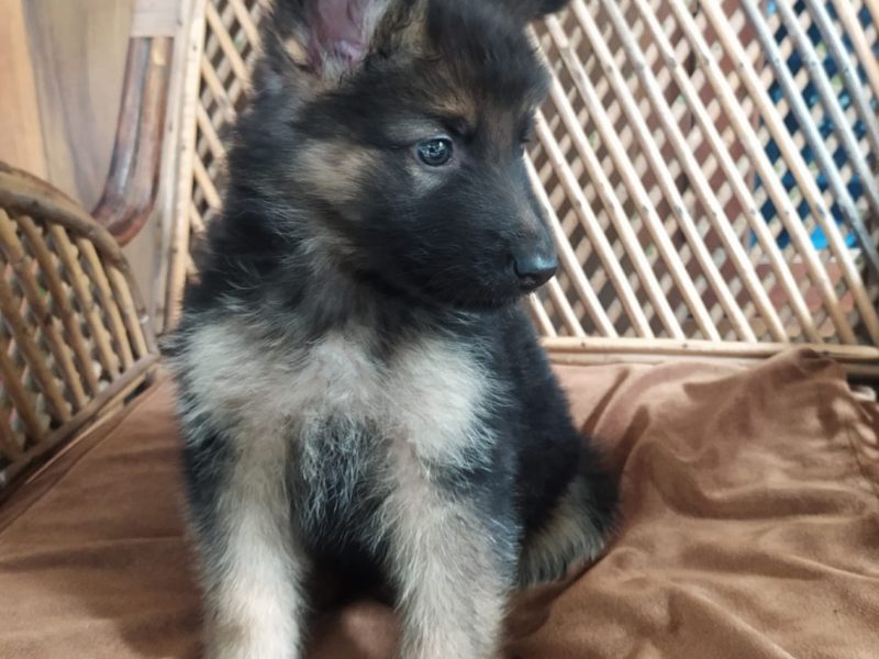 German shepherd