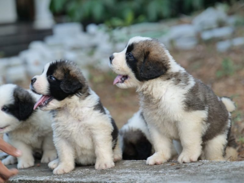 Saint bernard