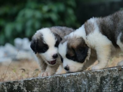 Saint bernard