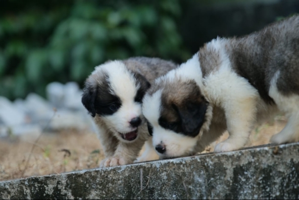 Saint bernard