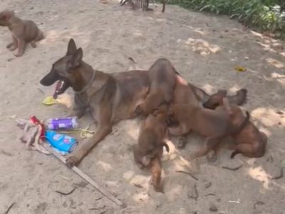 Belgian malinoise