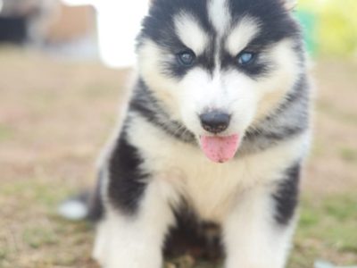 Husky