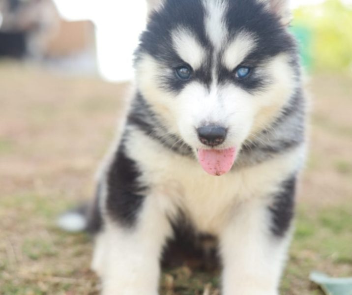 Husky