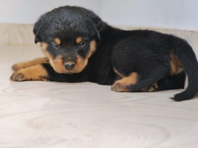 Rottweiler