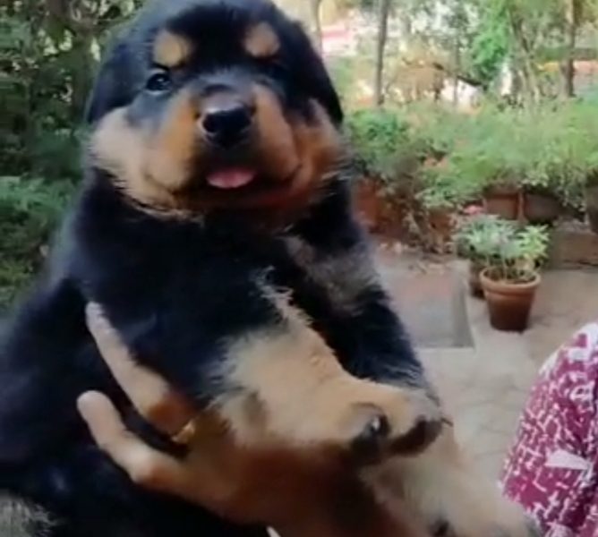 Rottweiler