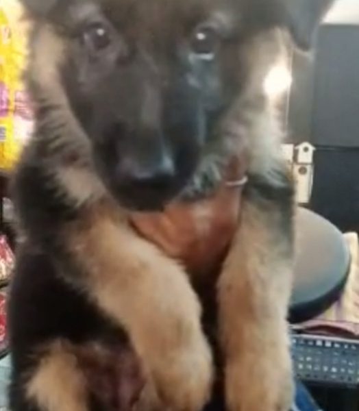 German shepherd