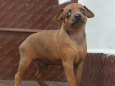 Pinscher