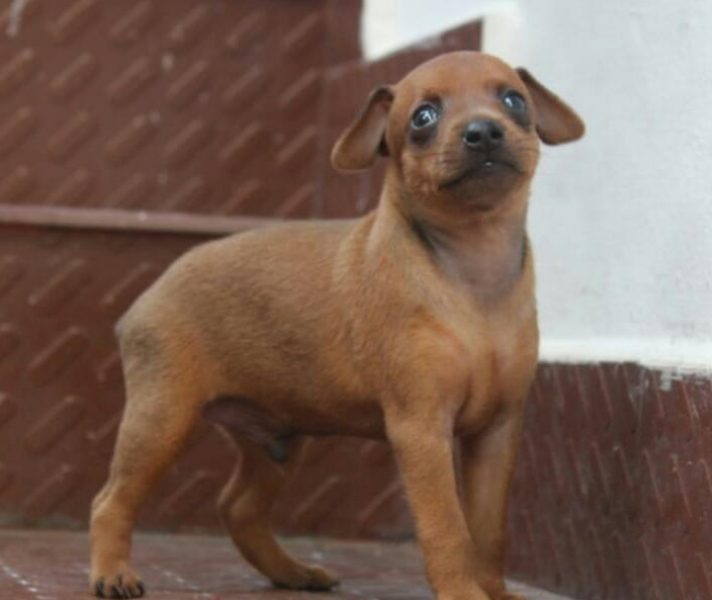 Pinscher