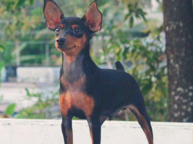 Pinscher