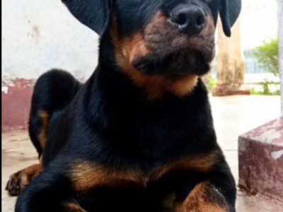 Rottweiler