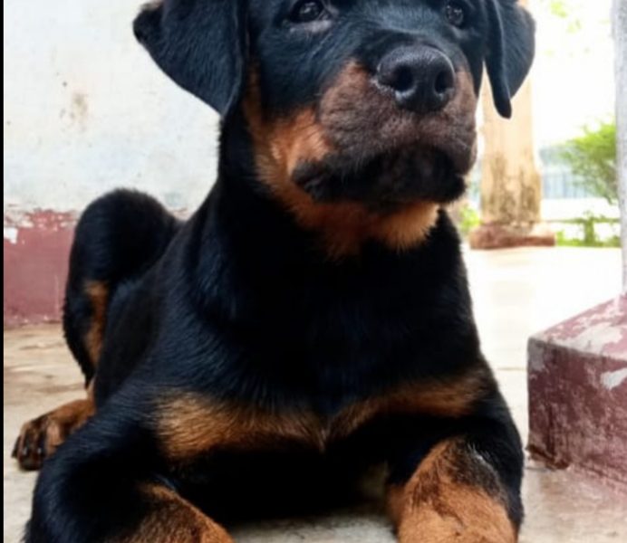 Rottweiler