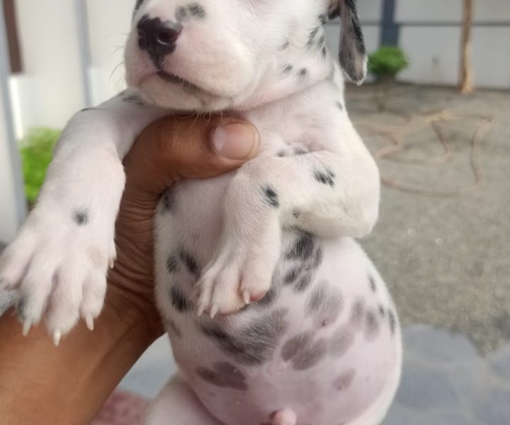 Dalmation