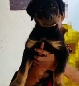 Rottweiler