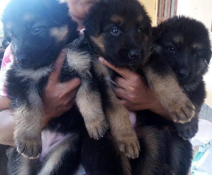 German shepherd