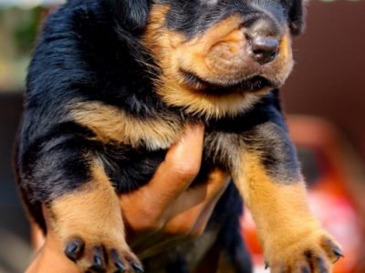 Rottweiler