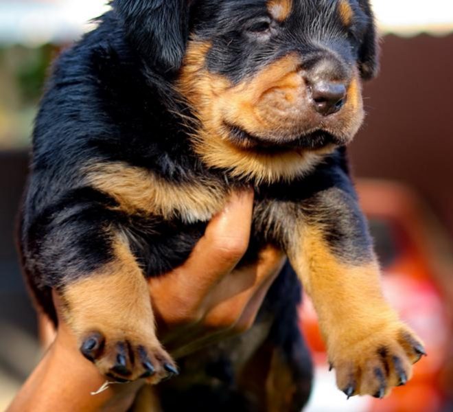 Rottweiler