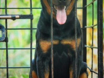 Rottweiler