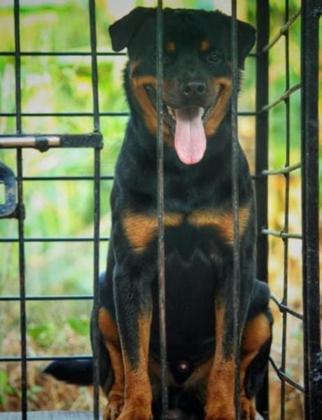 Rottweiler