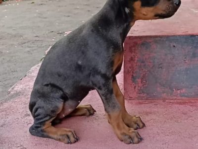 Doberman