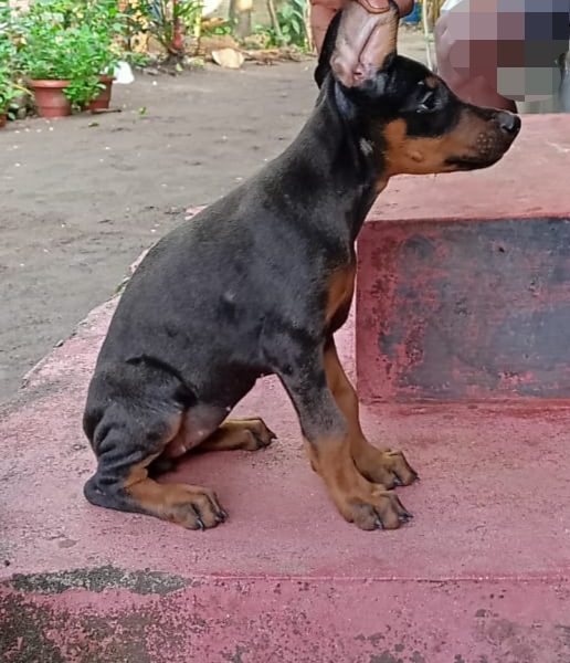 Doberman