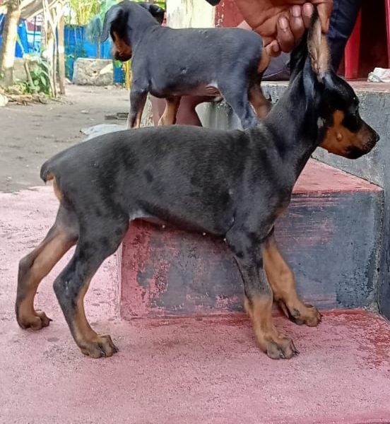 Doberman