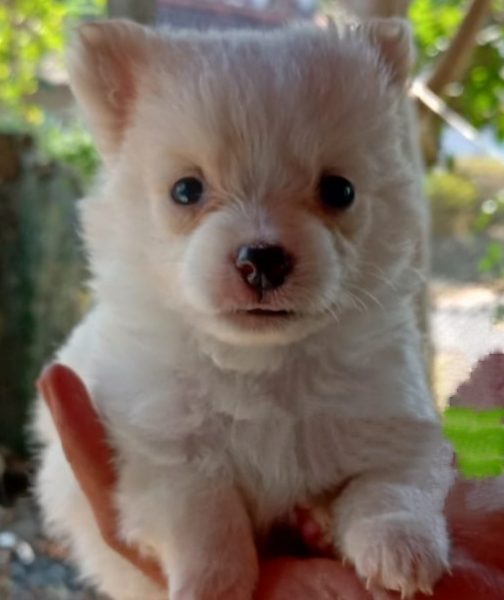 Minipom