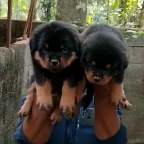 Rottweiler